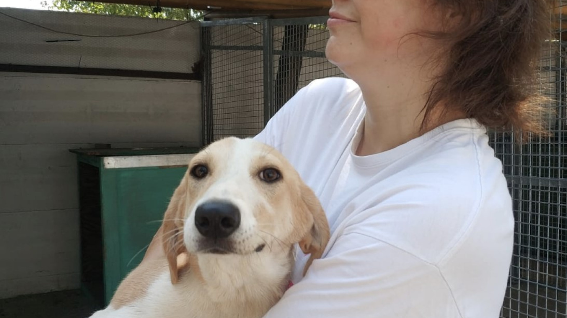 Fiorenzuola, storia a lieto fine per tre cani sopravvissuti agli incendi in Sicilia