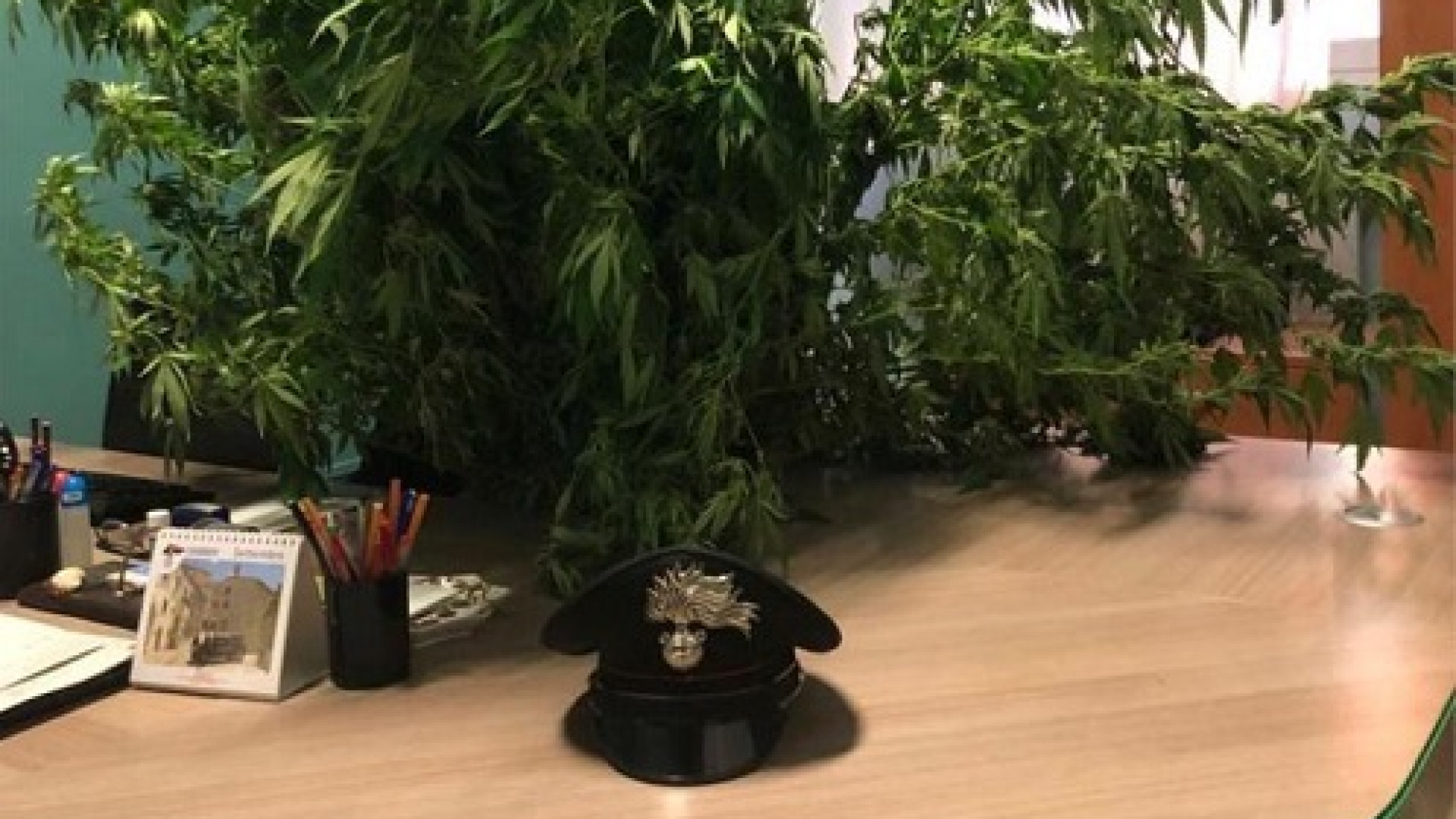 Carabinieri, 8 piante di marijuana scoperte in un bosco: l'esito dei controlli