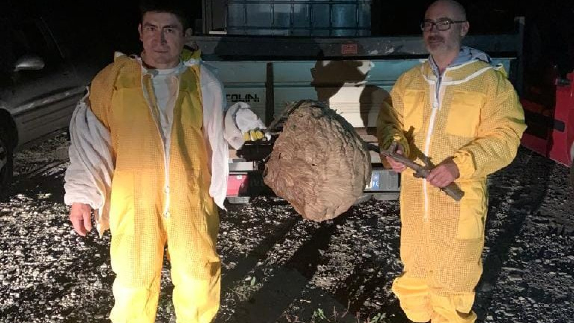 Trovato sulla Statale a Biana il primo nido di vespa velutina, la killer delle api