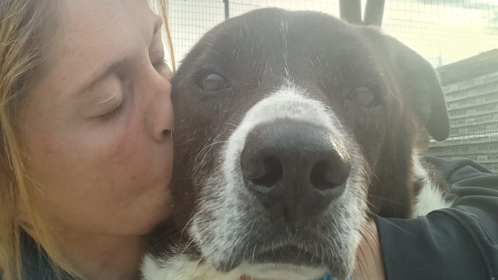 Teo: da una piccola gabbia alle coccole dell'Asilo del cane di Castell'Arquato