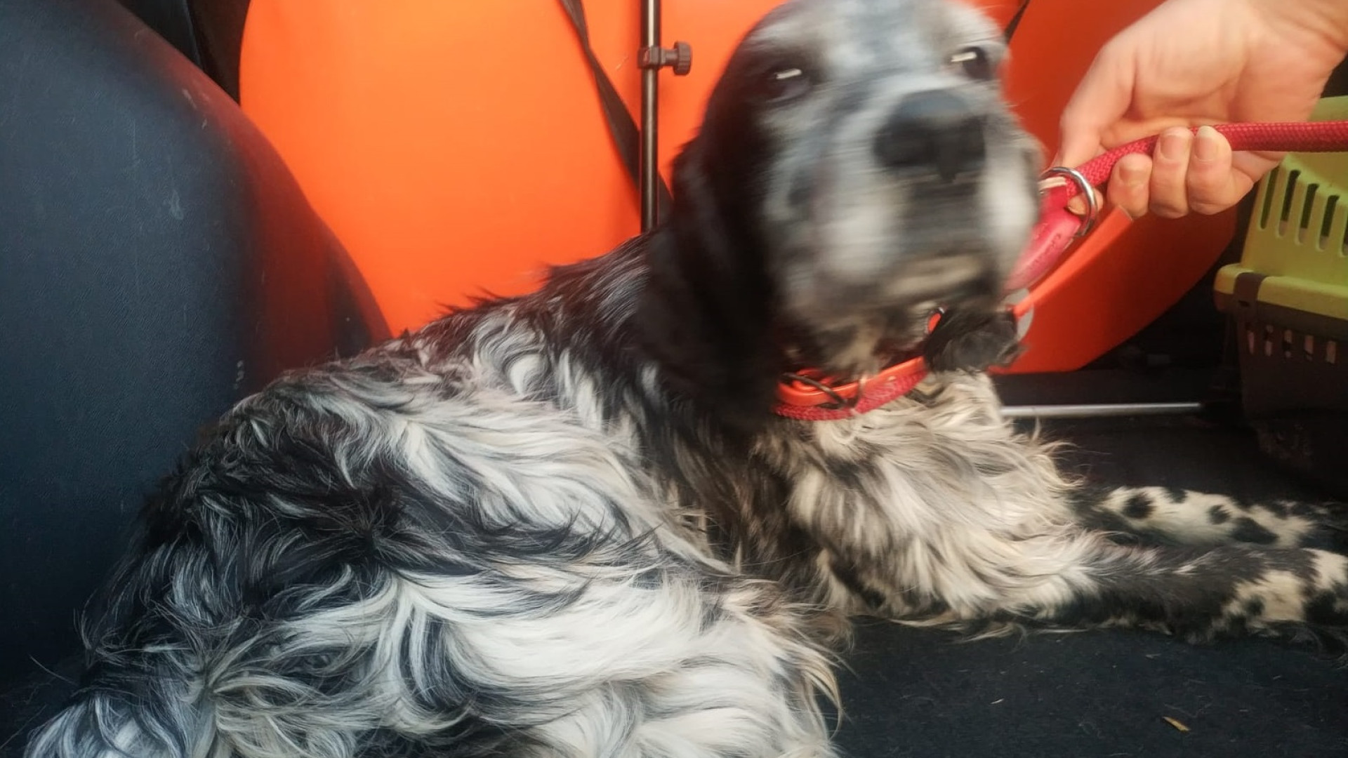 "Fallisce" la prova di caccia e viene abbandonata: setter salvata dalle guardie zoofile