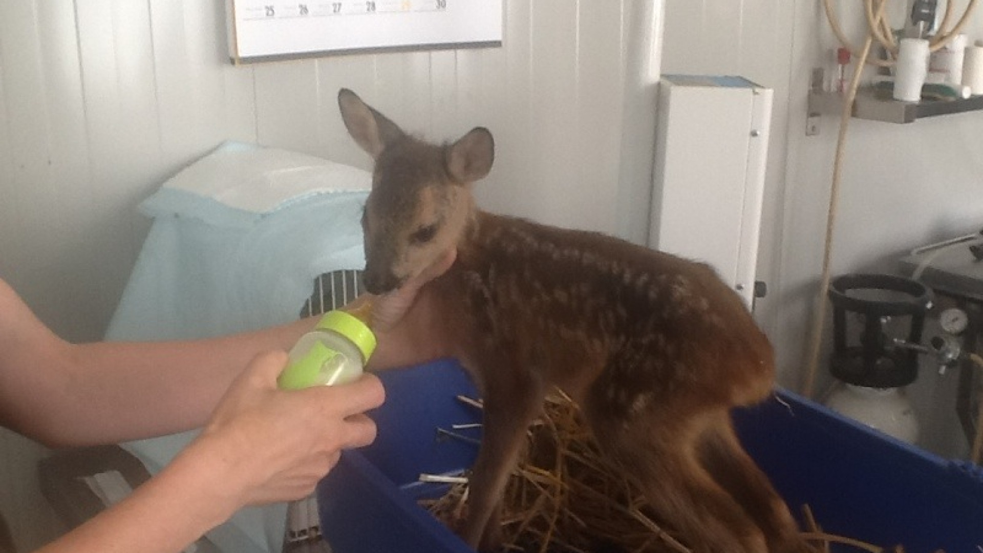 Il cucciolo di capriolo ritrovato a Lugagnano presto tornerà in libertà
