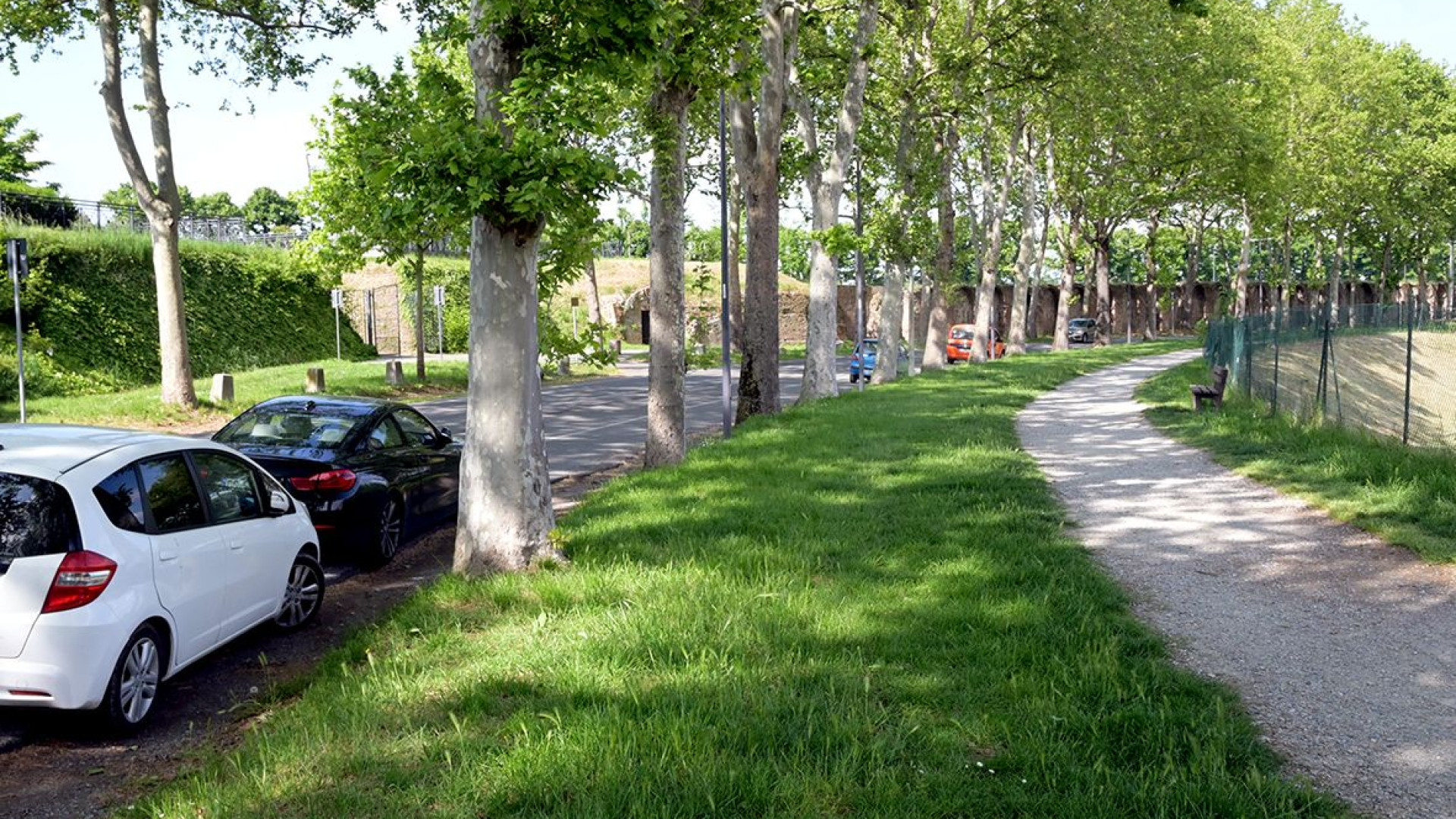 Da lunedì rimozione di sette platani in via Tramello. Il Comune: “Saranno sostituiti”