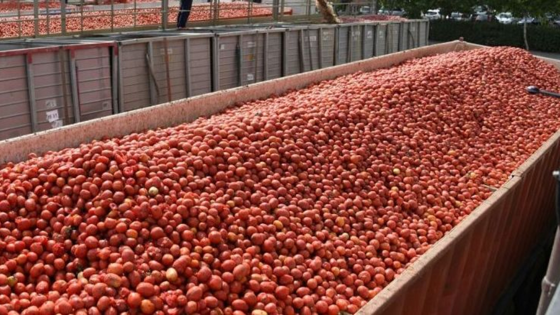 Pomodoro, Confagricoltura: "Senza certezze valutare colture alternative"