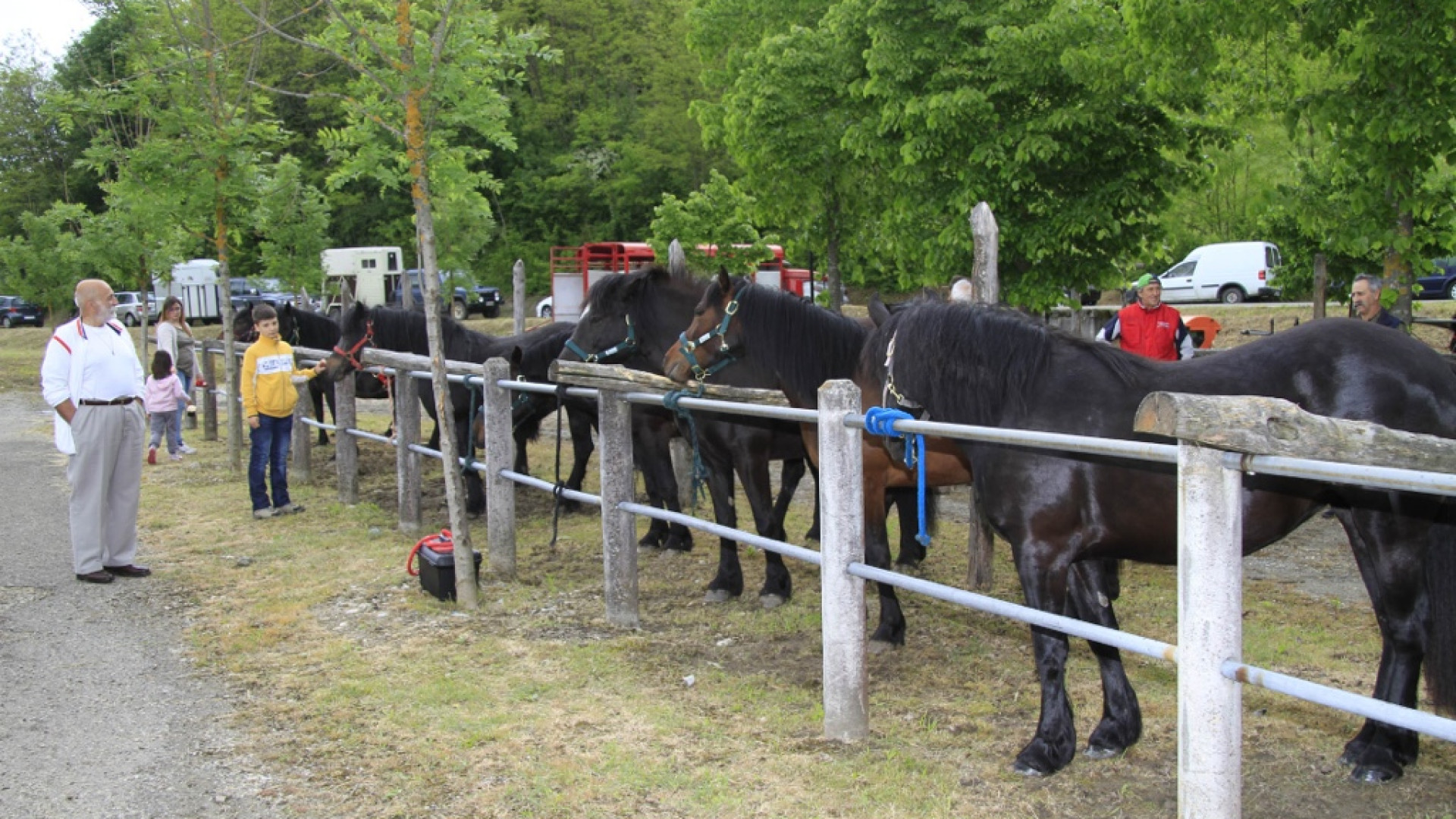 A Farini, la 39esima rassegna dei cavalli bardigiani