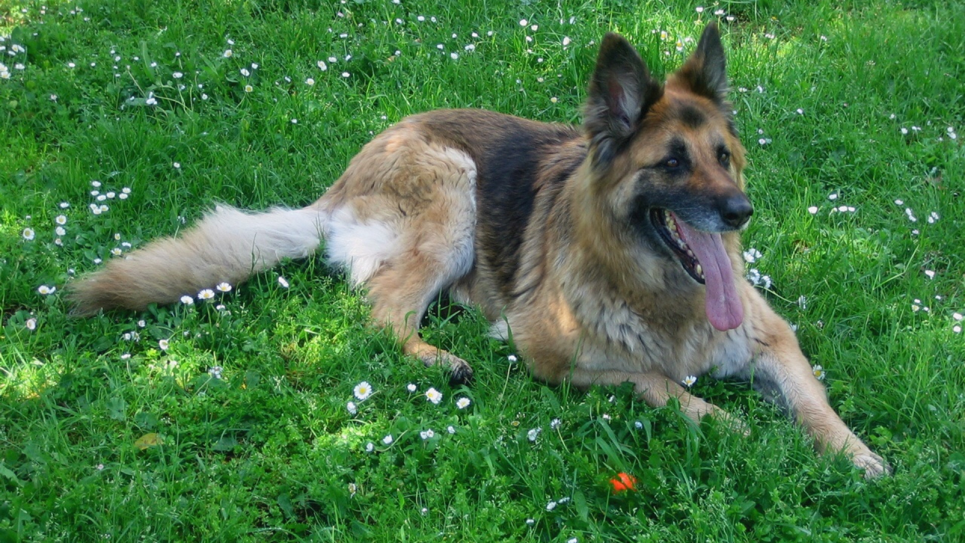 Il comune dichiara guerra allo spaccio: in arrivo un cane-poliziotto