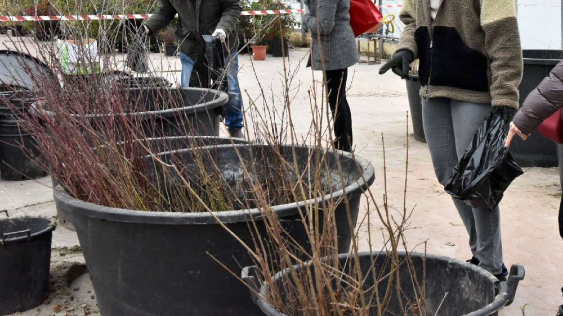 Dai Rotary 40 nuovi alberi per Piacenza: Il Germoglio li curerà per tre anni