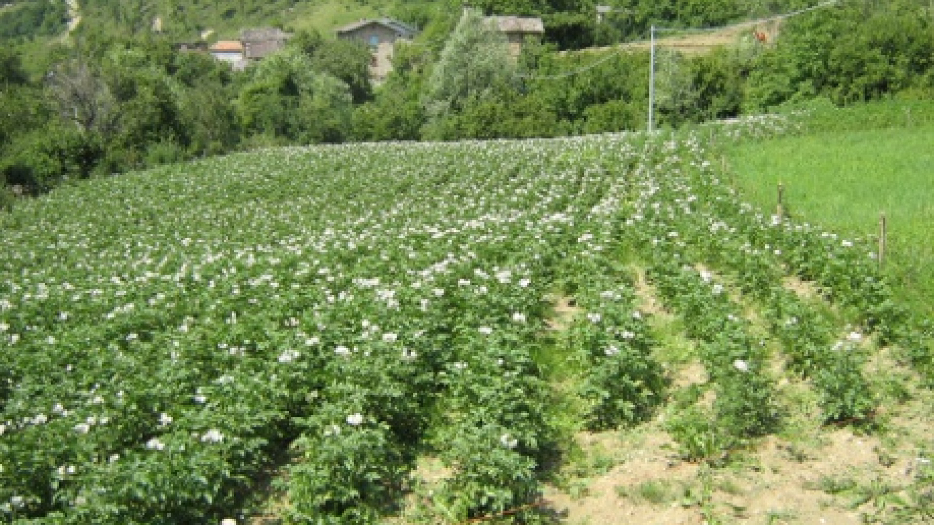 Premio "Oscar green", un'azienda agricola di Groppallo tra i vincitori