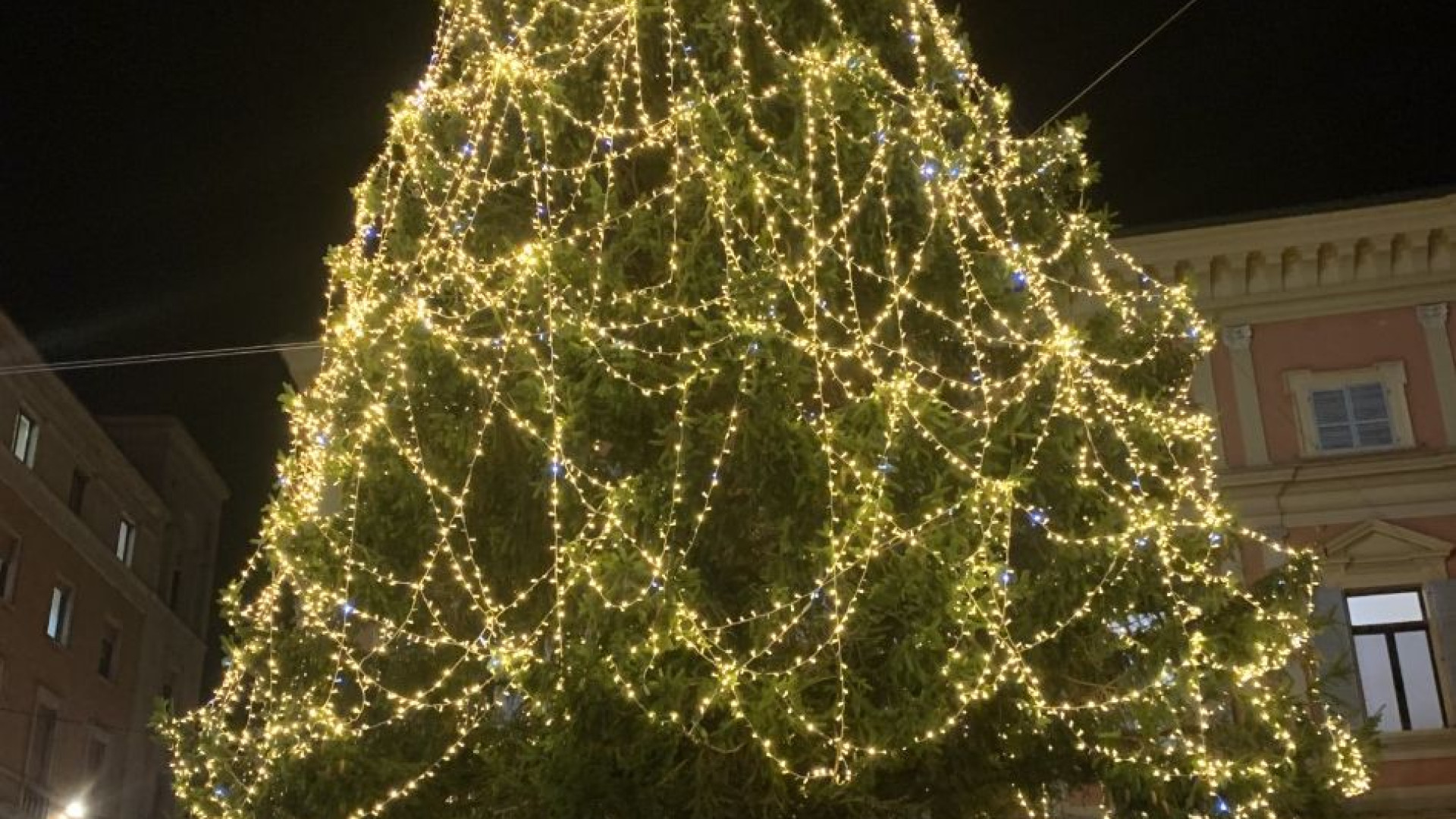 Stortello, spennacchio, spider tree: ironia social sull'albero di Natale di Piacenza