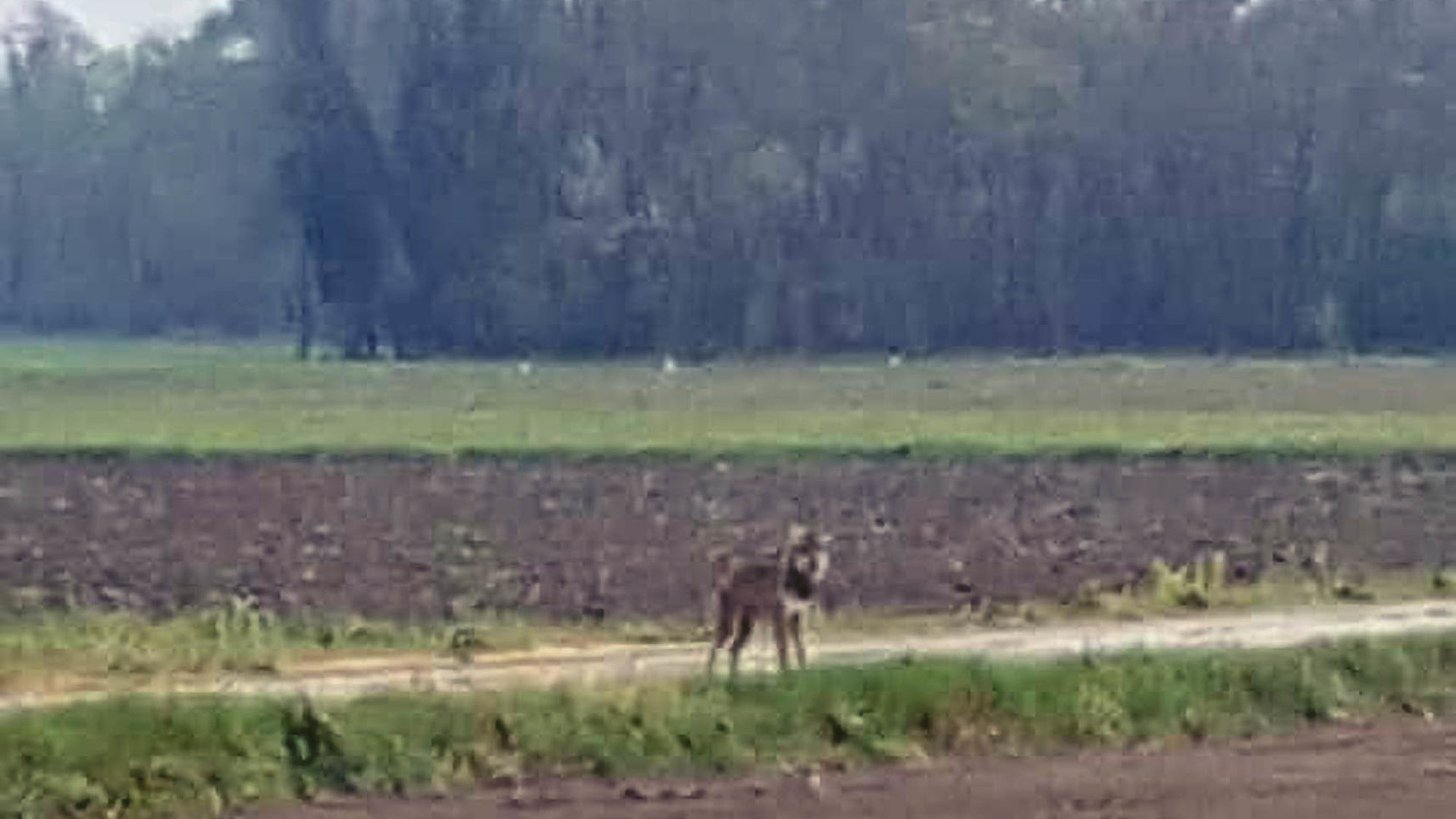Cani uccisi dai lupi in Val Nure. Il presidente dell'Atc, Opizzi: "Intervenire"