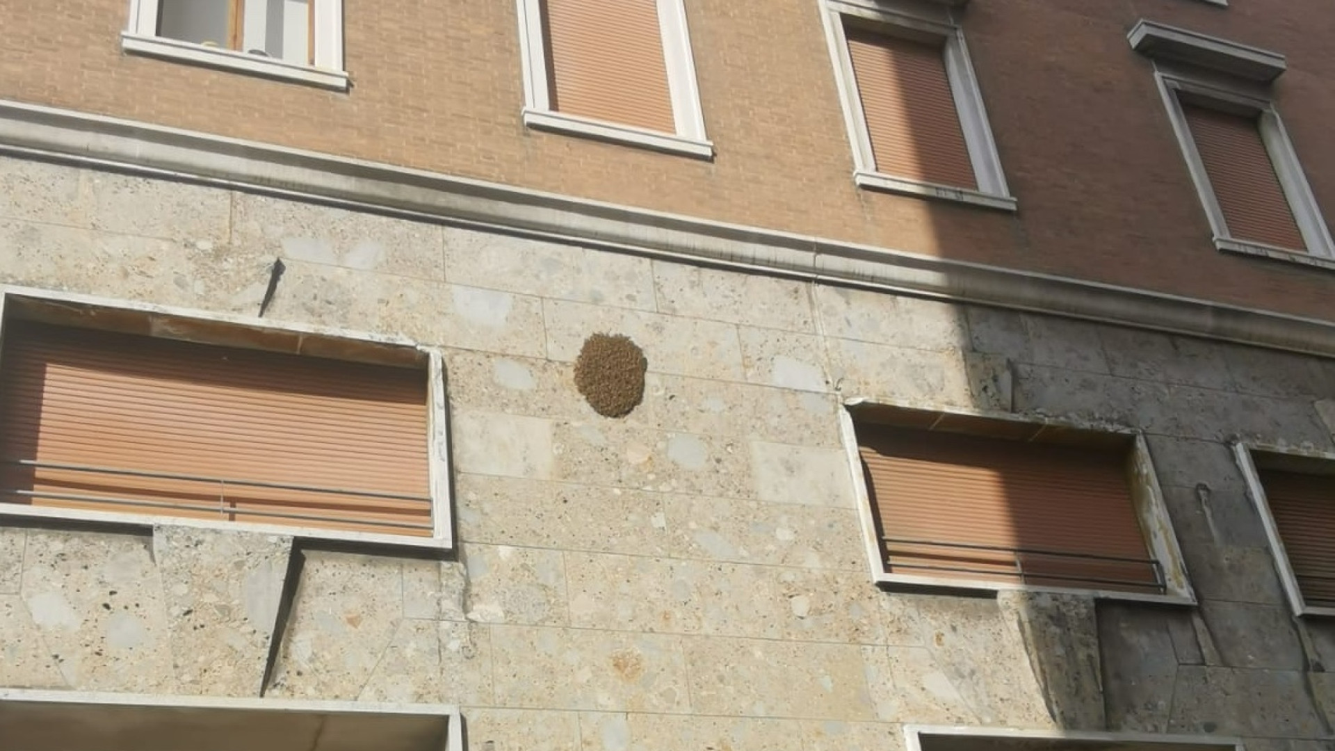 Sciame di api sul palazzo Inps in piazza Cavalli a Piacenza: allerta tra i passanti