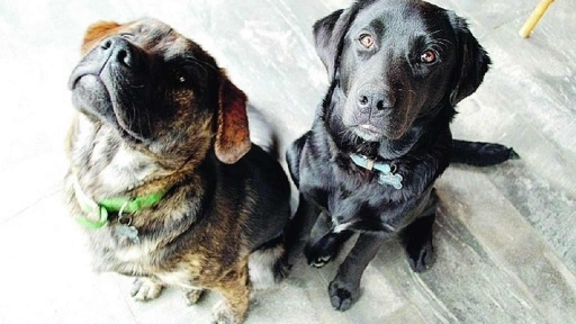 Cane avvelenato con acido lanciato nel giardino da uno sconosciuto