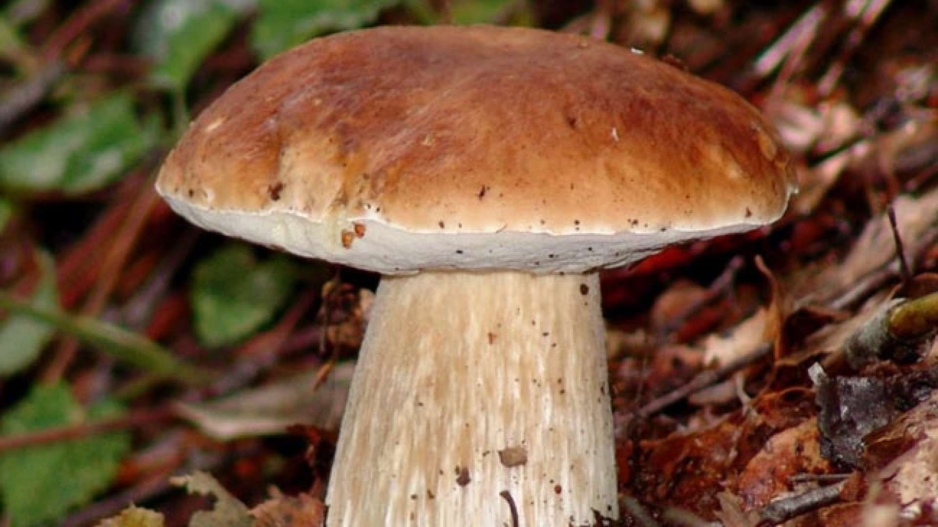 Niente funghi nelle valli del piacentino, netto calo dei tesserati