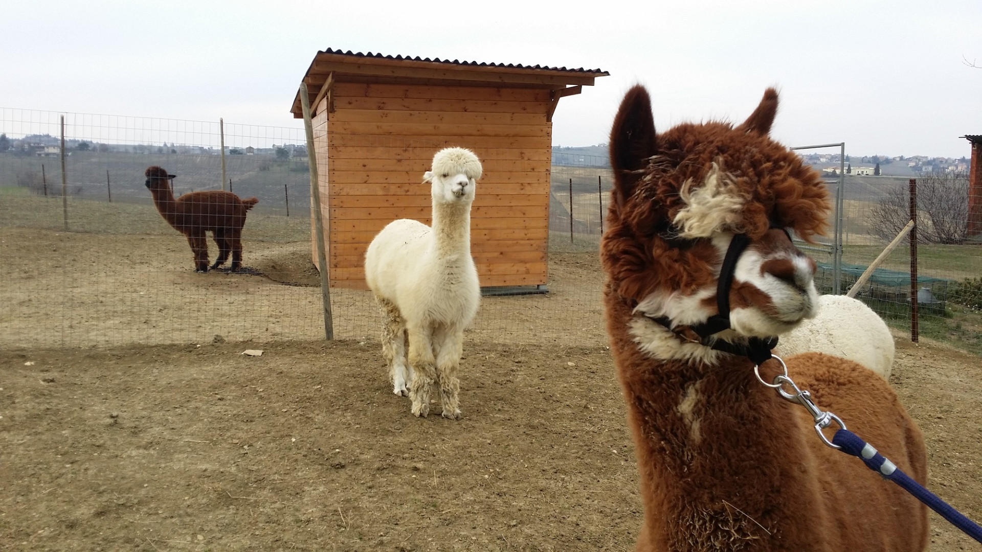 A Ziano si allevano alpaca nonostante burocrazia e complicazioni