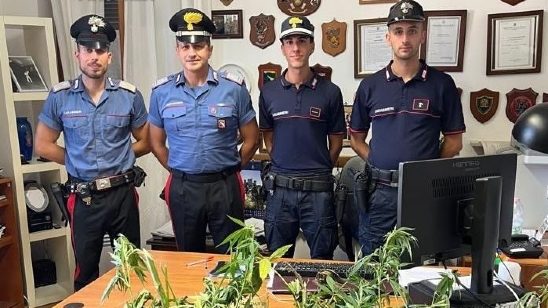 Gropparello, scoperte 30 piante di cannabis. Avrebbero fruttato 9mila euro