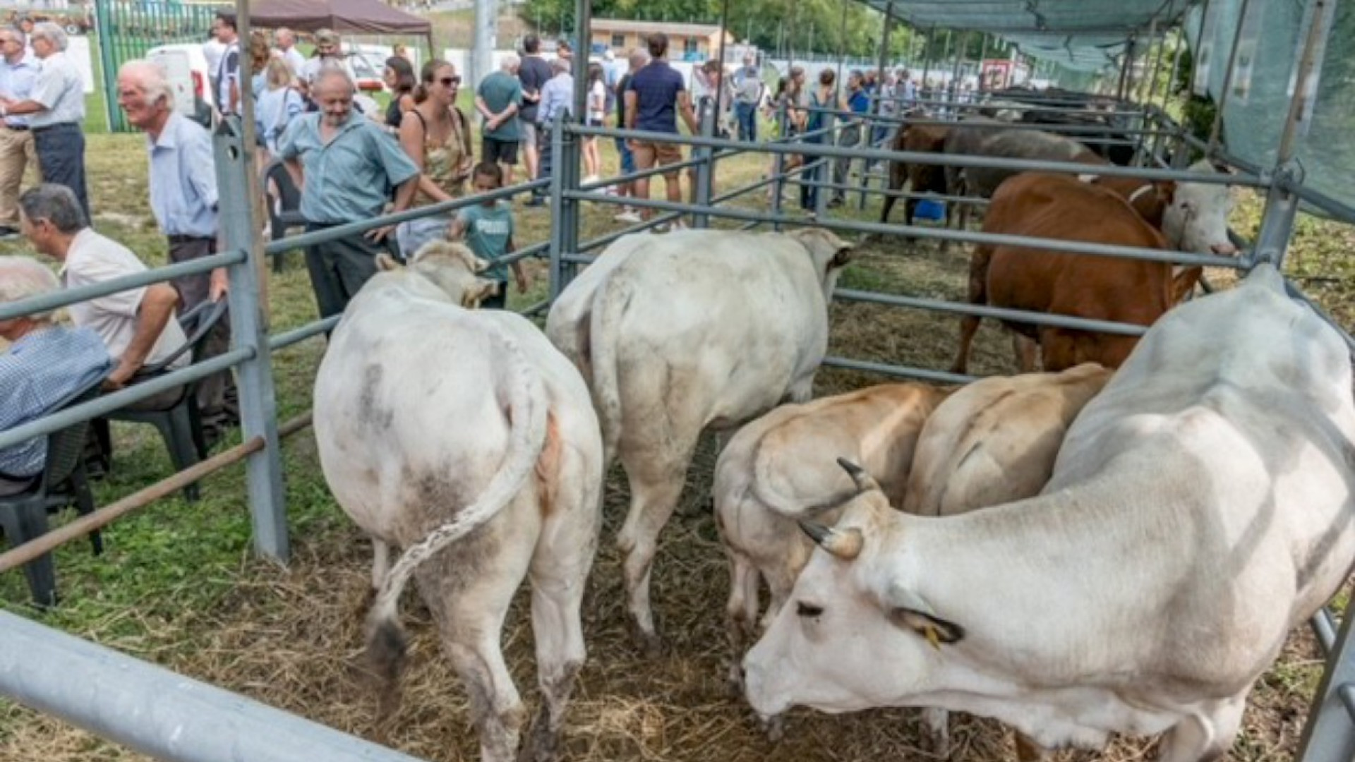 Bestiame e vecchi macchinari in mostra a Nibbiano: vince la tradizione alla Fiera d'agosto