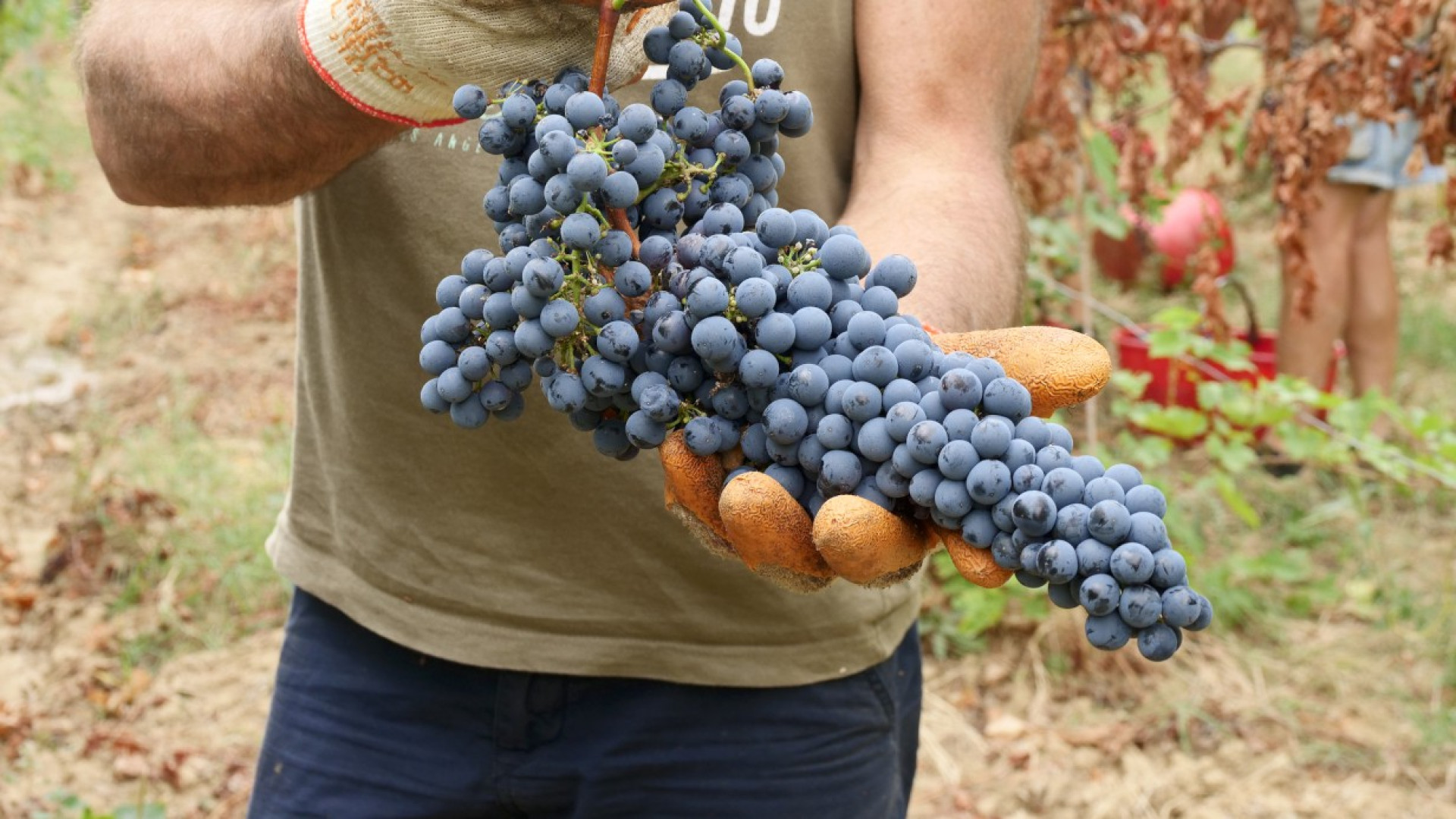 Val Tidone: vendemmia complicata dalle piogge primaverili, ma uve di qualità