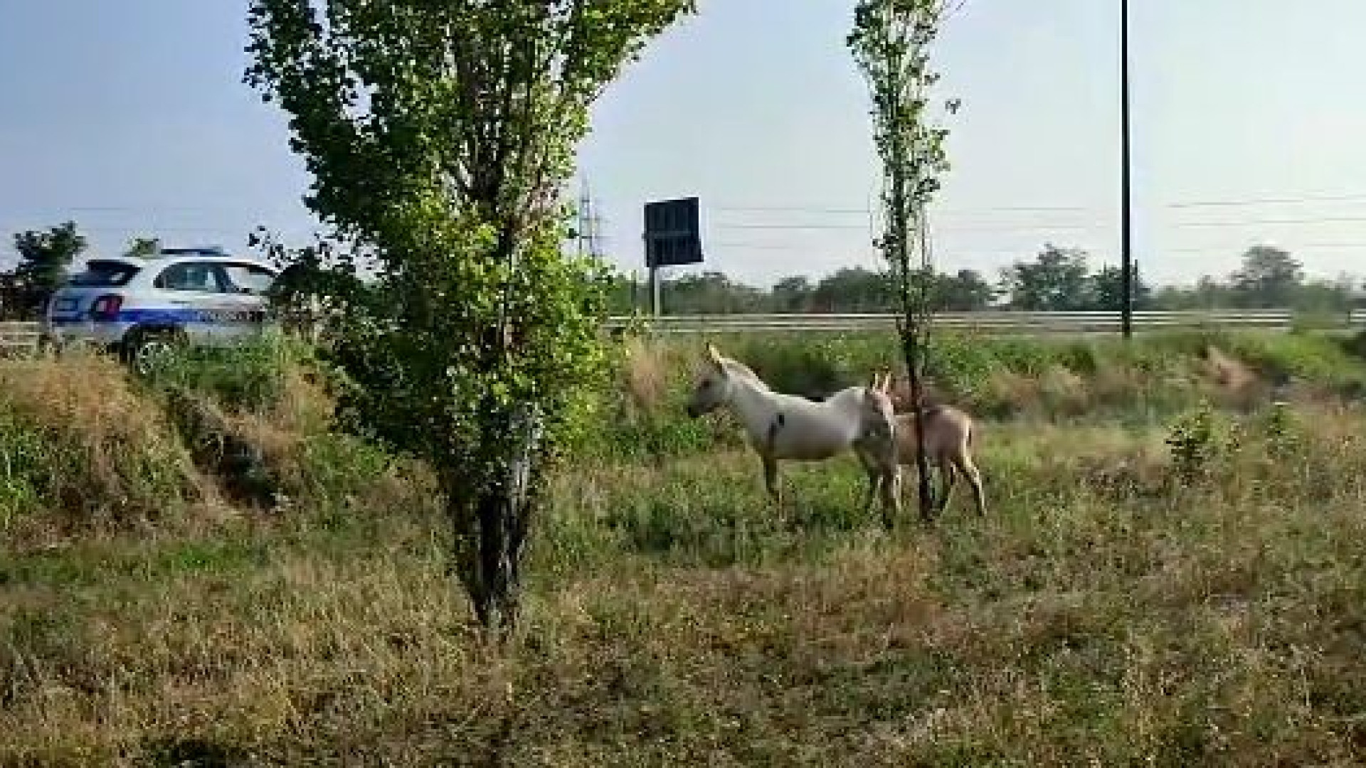 Recuperati gli asini liberi vicino a via Martelli. In corso accertamenti