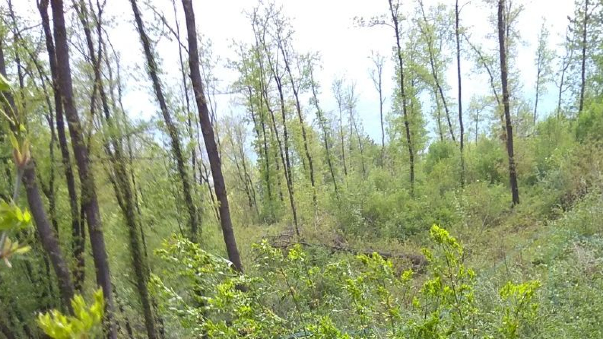 Allerta meteo per domani, in arrivo vento sui crinali. Raffiche a 90 km/h