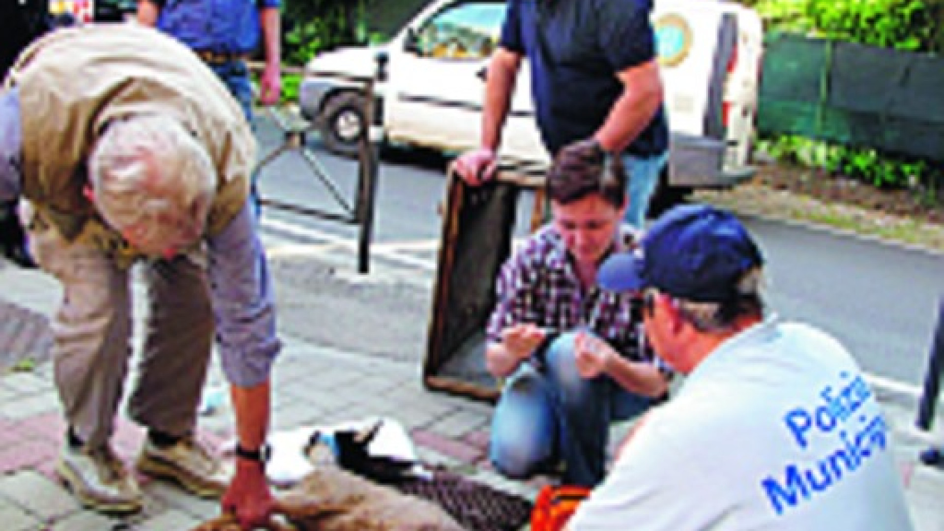 Capriolo ferito crea scompiglio tra le vie di Castelsangiovanni