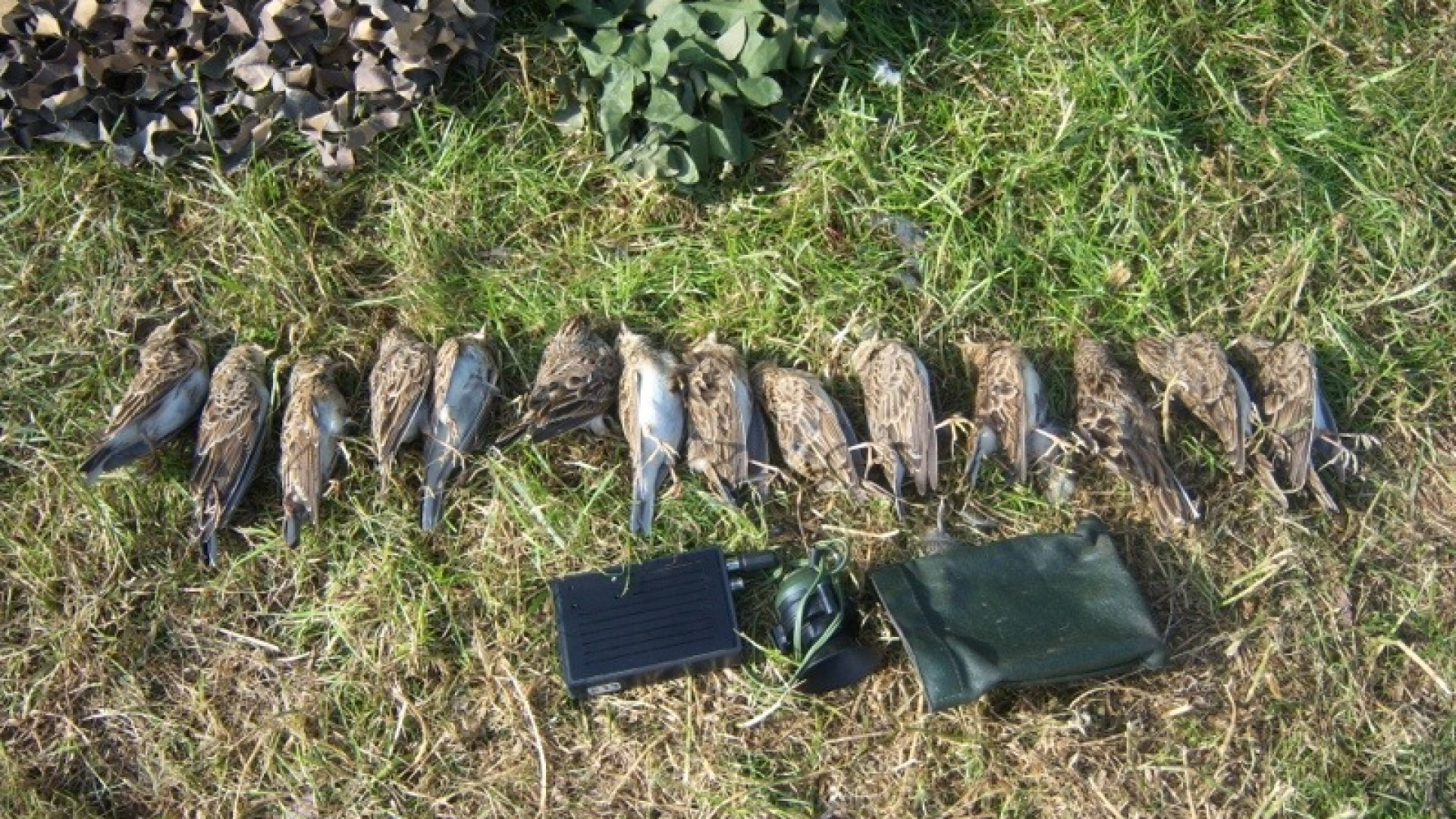 A caccia di uccelli con canti registrati: denunciati due bresciani