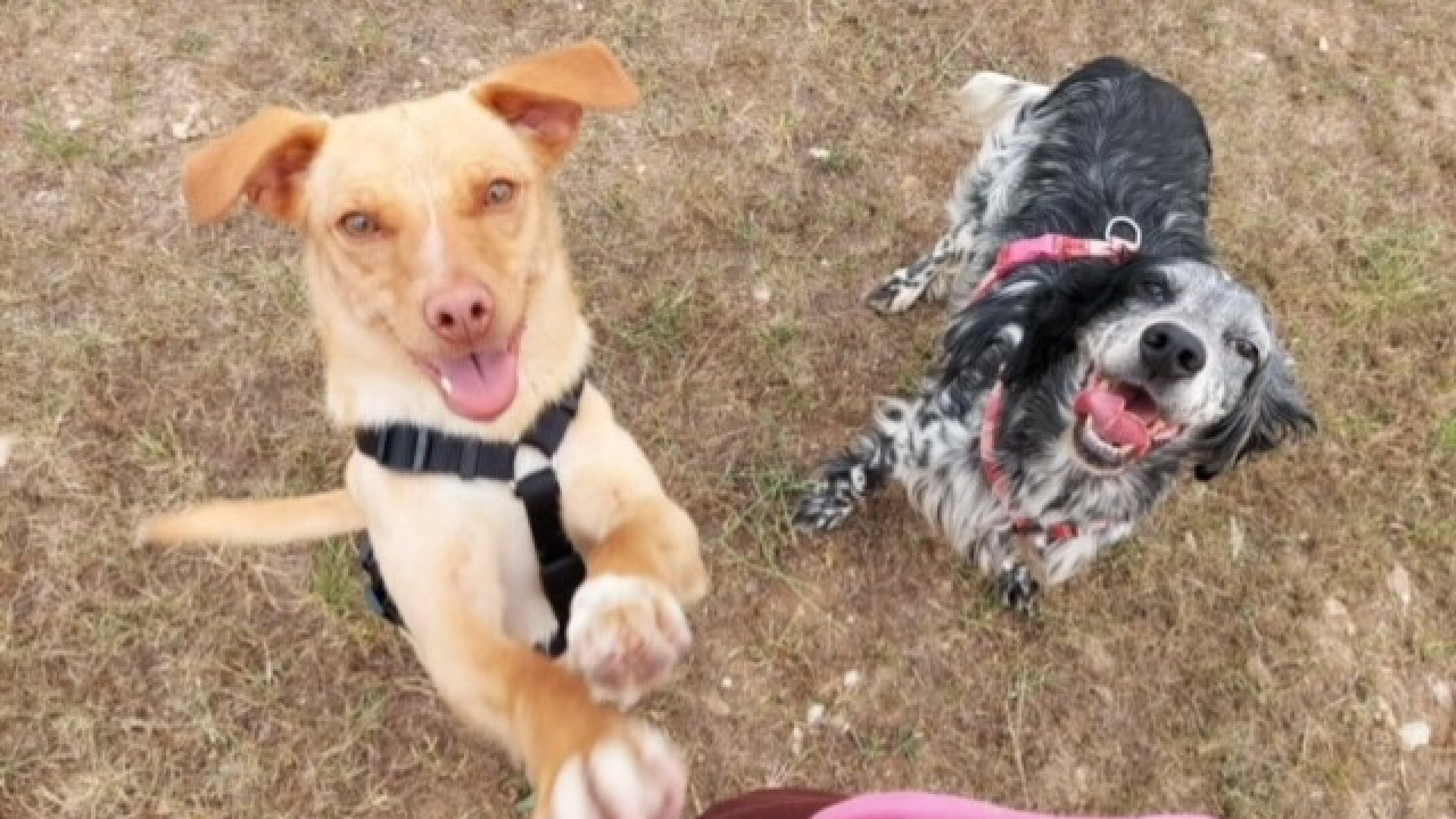 Giornata mondiale del cane. "Non abbandonate e adottate in canile, meritano la felicità"