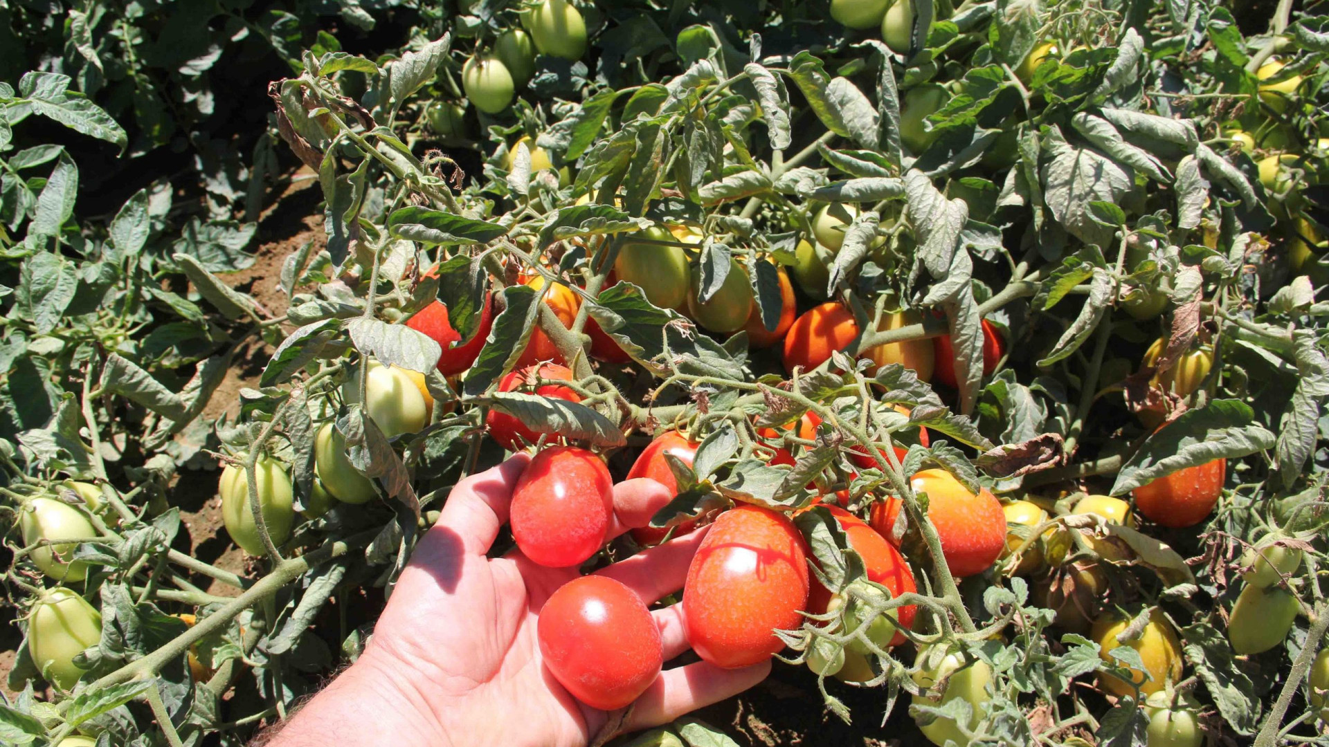 Emiliana Conserve scrive al ministro: "Più controlli sulla filiera del pomodoro"