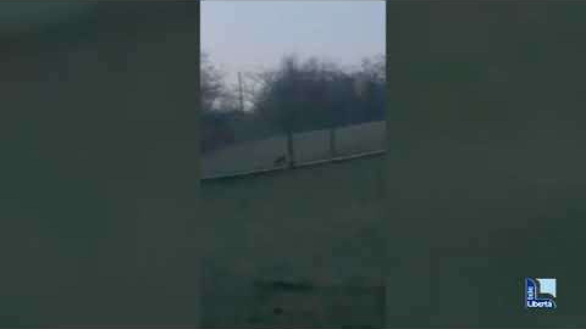 Nibbiano, quattro lupi a poca distanza dalle case. "Erano davvero enormi"