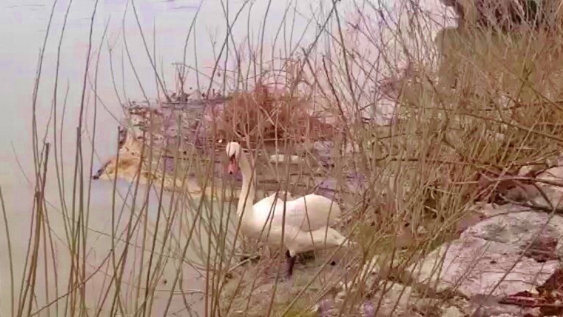 Cigno impallinato all'oasi De Pinedo. "Segnalateci comportamenti scorretti"