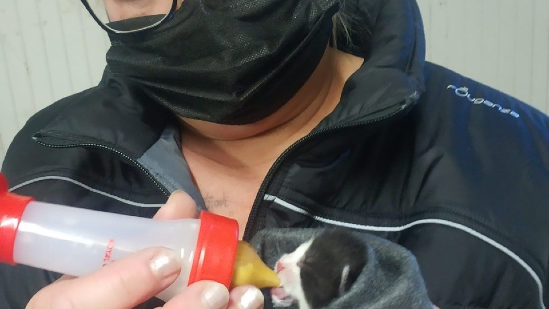 Quattro gattini chiusi in un sacco di plastica e gettati: salvati da un passante