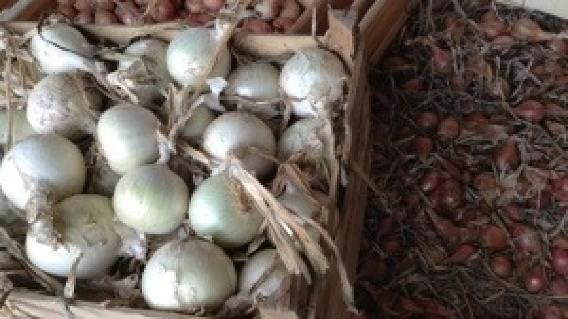 Consorzio della cipolla, cresce l'export. Cinquemila quintali in Libia e Bangladesh