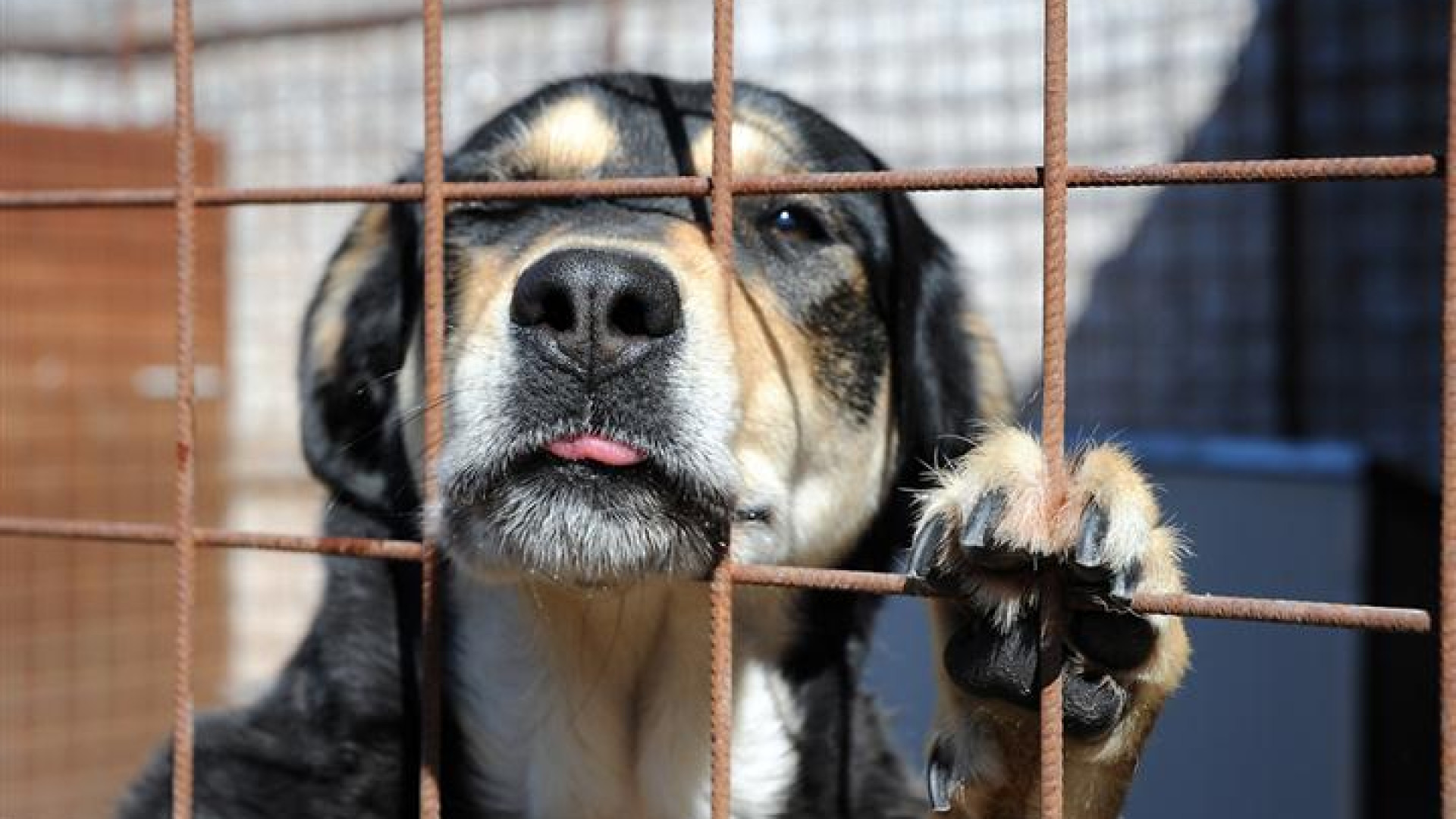 A Montebolzone quindici cani abbandonati in due settimane. "Sconfortati"
