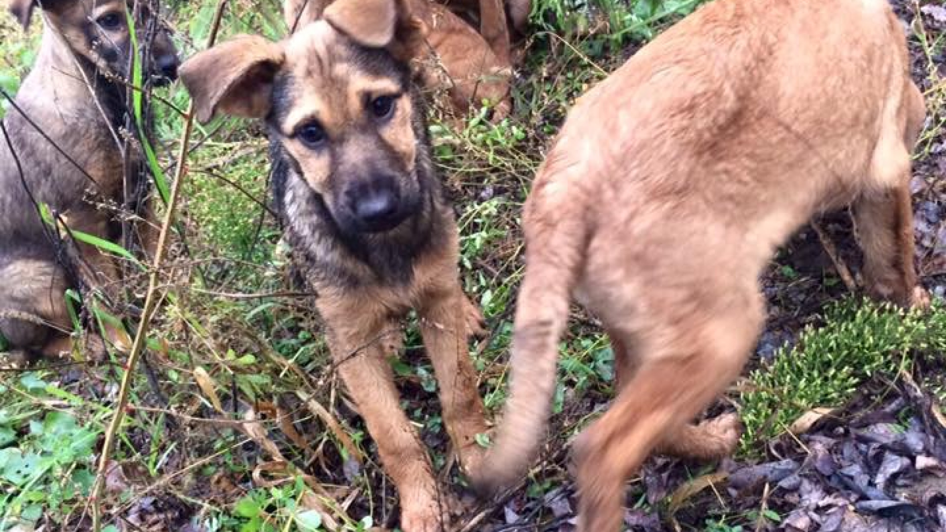Rivergaro, cucciolata abbandonata al freddo. Cagnolini in cerca di padrone