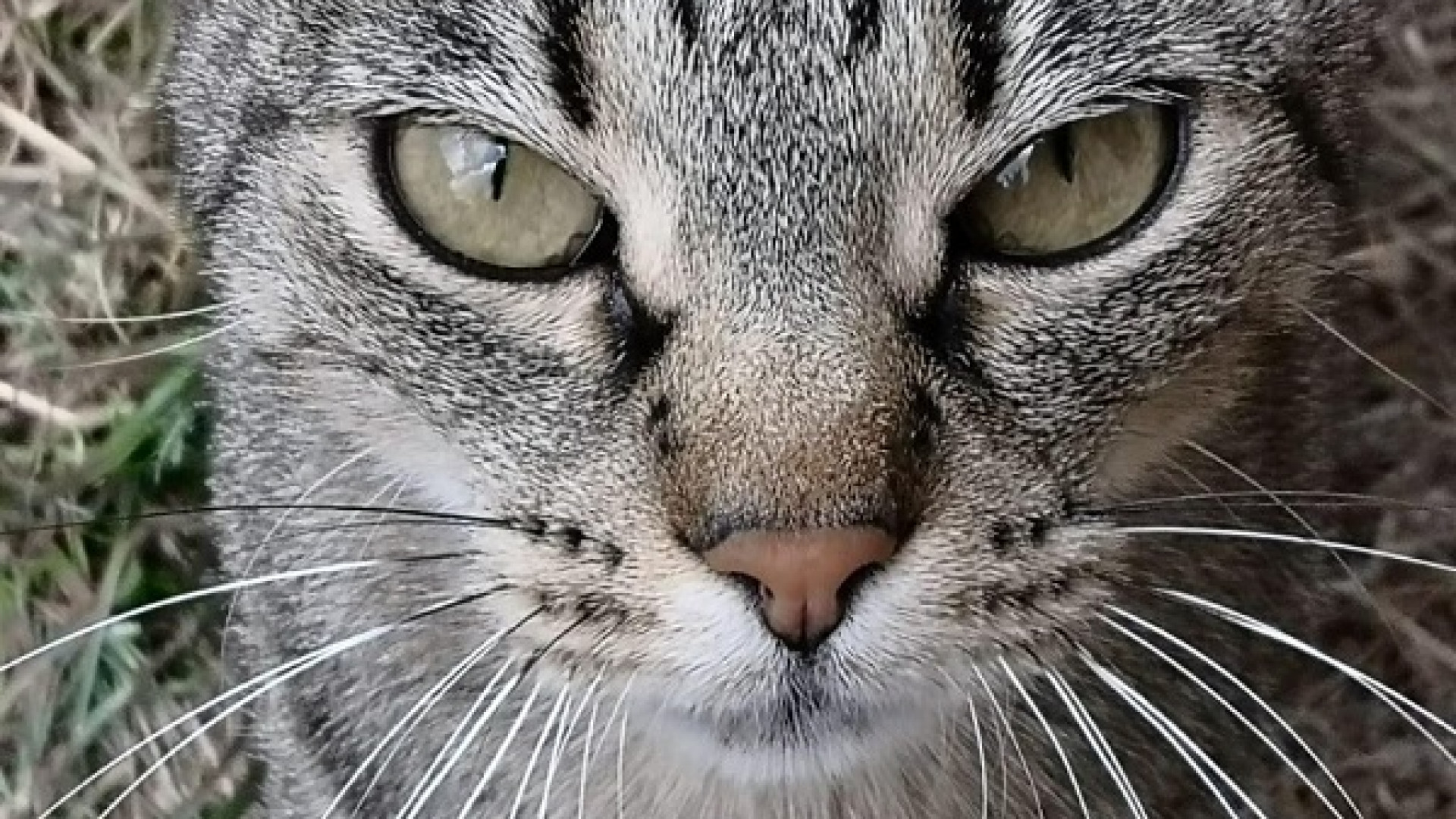 Animali abbandonati cercano casa: Lav Piacenza organizza un aperitivo benefico