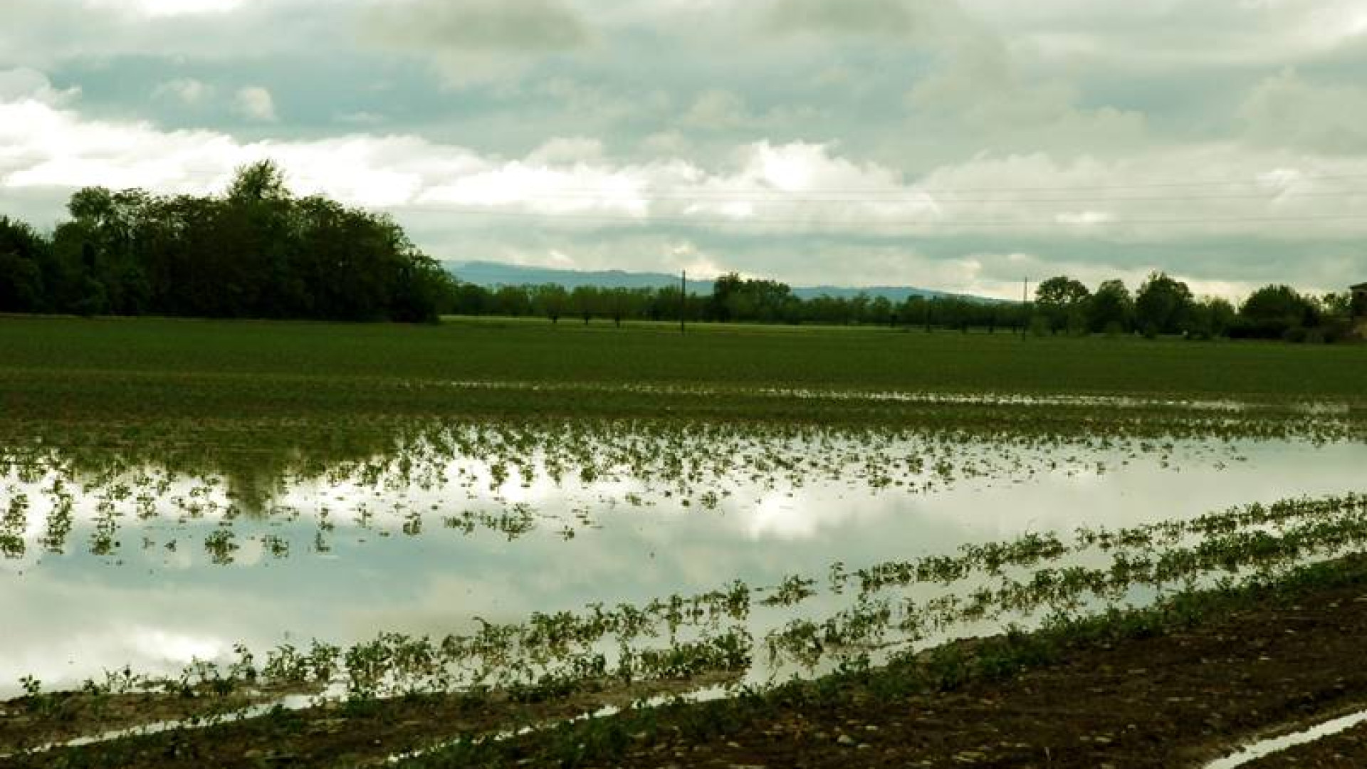 Emergenza maltempo, Confagricoltura: "Cereali a rischio asfissia radicale"