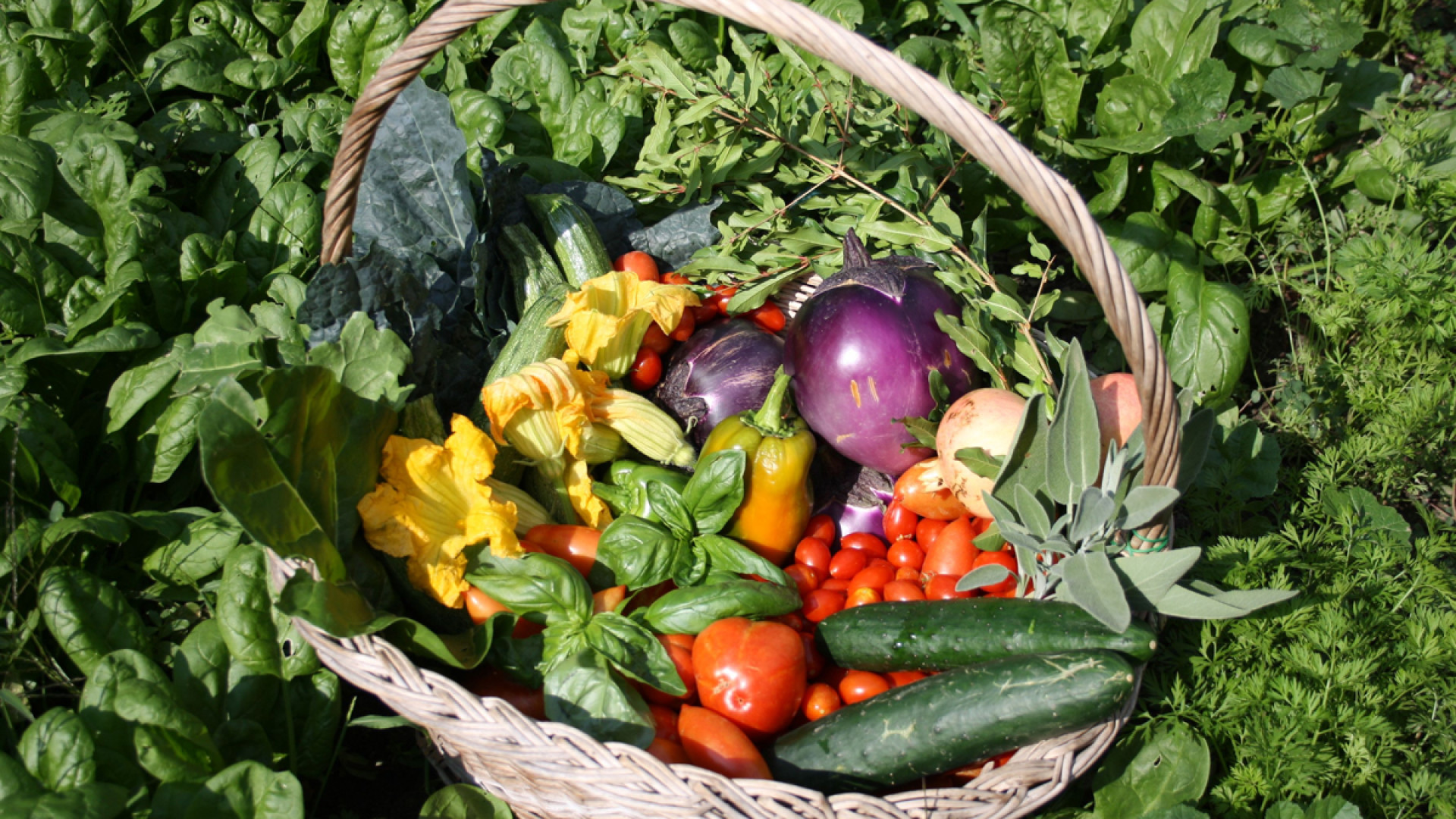 "Orti Piacenza", al via l'iniziativa di Coldiretti