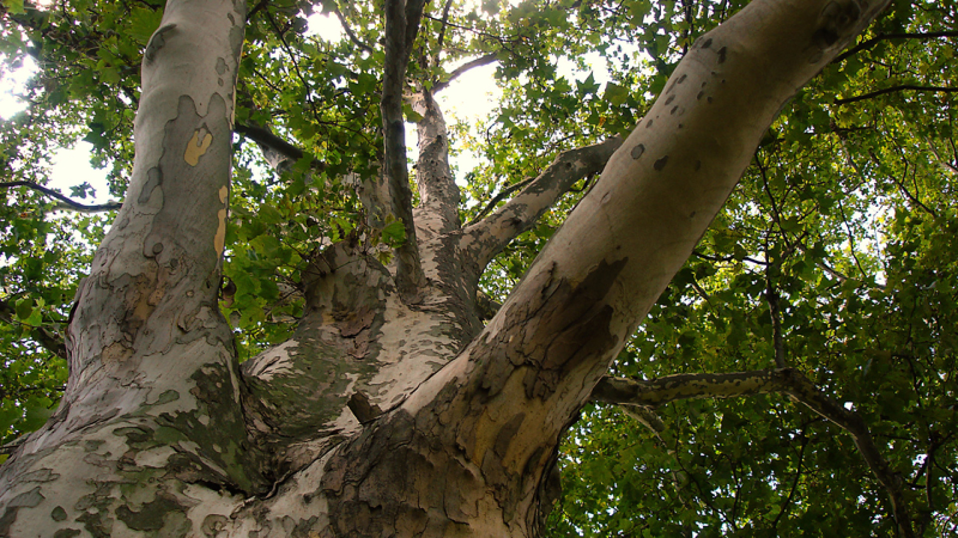 Da abbattere sedici alberi malati e a rischio caduta. Sostituiti in primavera