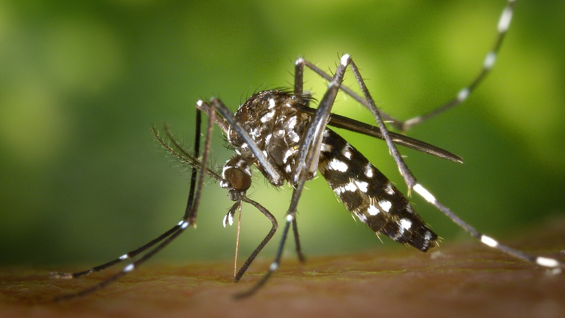 Virus West Nile, otto casi e due persone in terapia intensiva nel Piacentino