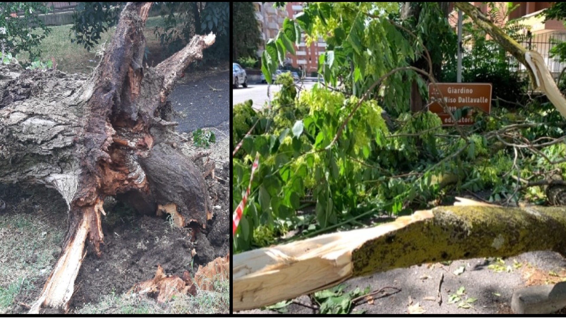 Nubifragio, alberi sradicati e rami caduti: devastato il giardino di via Nicolodi