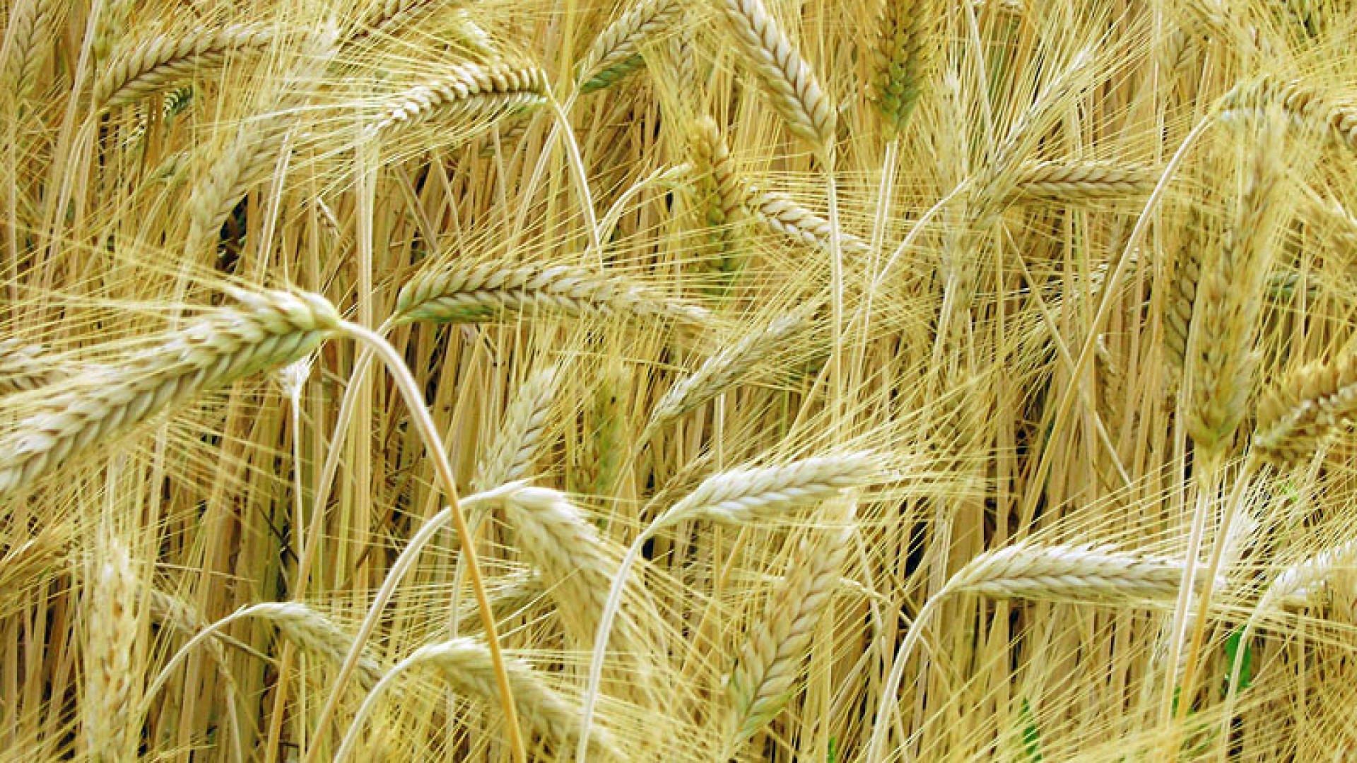 Ultima frontiera genetica: un grano resistente al cambiamento climatico