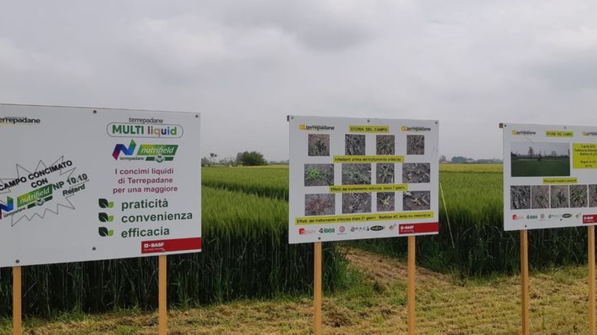 Campo vetrina cereali. Terrepadane presenta la concimazione fogliare