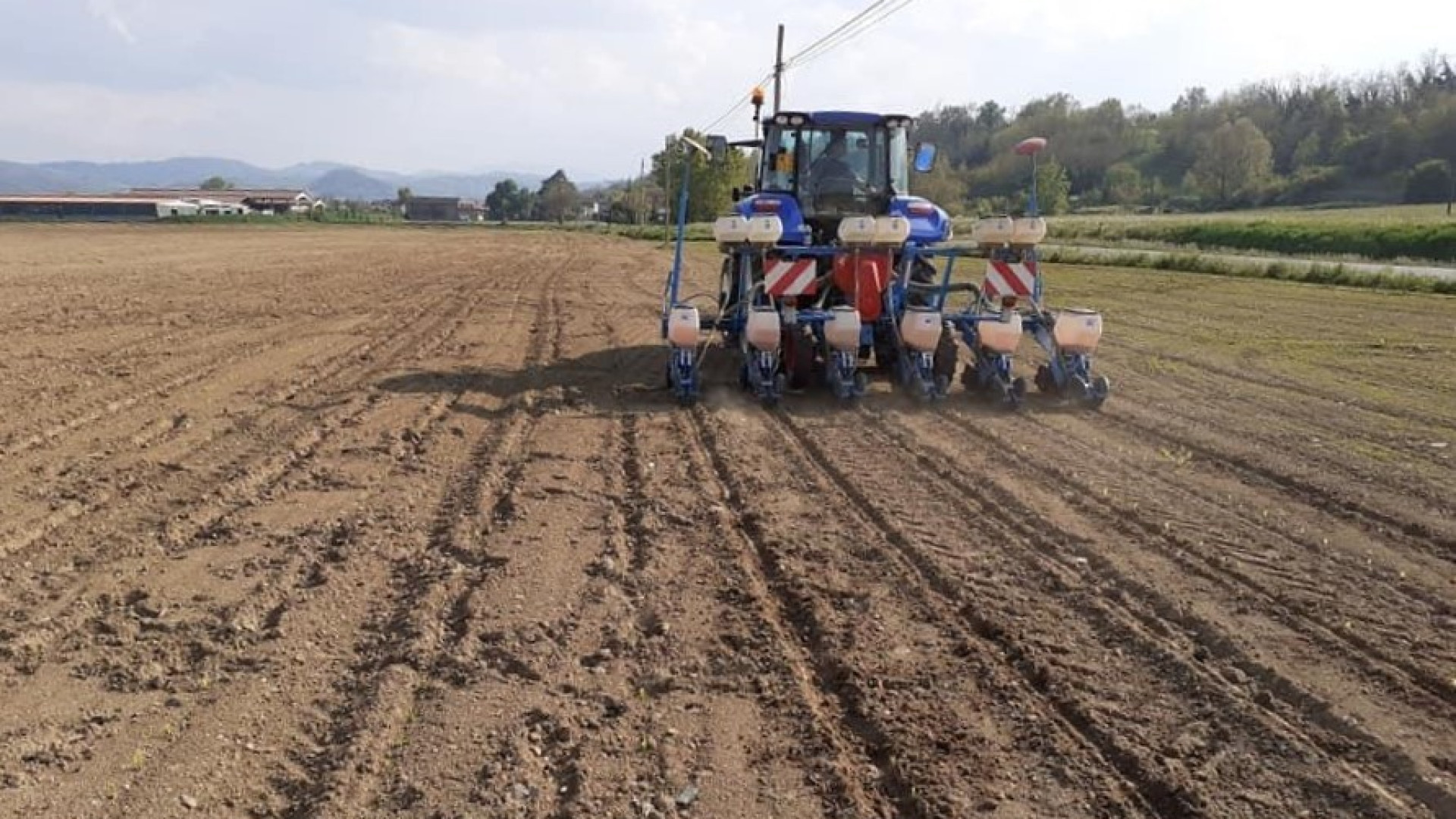 Borgonovo, agricoltori esasperati: "I nostri campi devastati dai cinghiali"