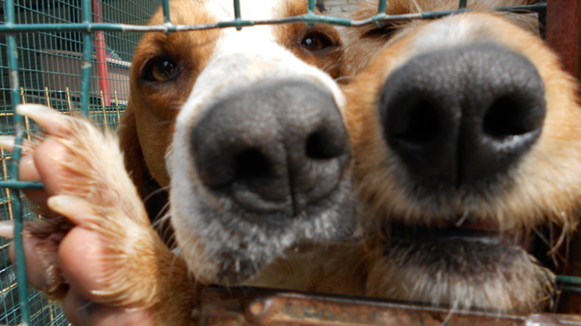 Castel San Giovanni, arriva la dog card: incentivi per chi adotta un cane anziano