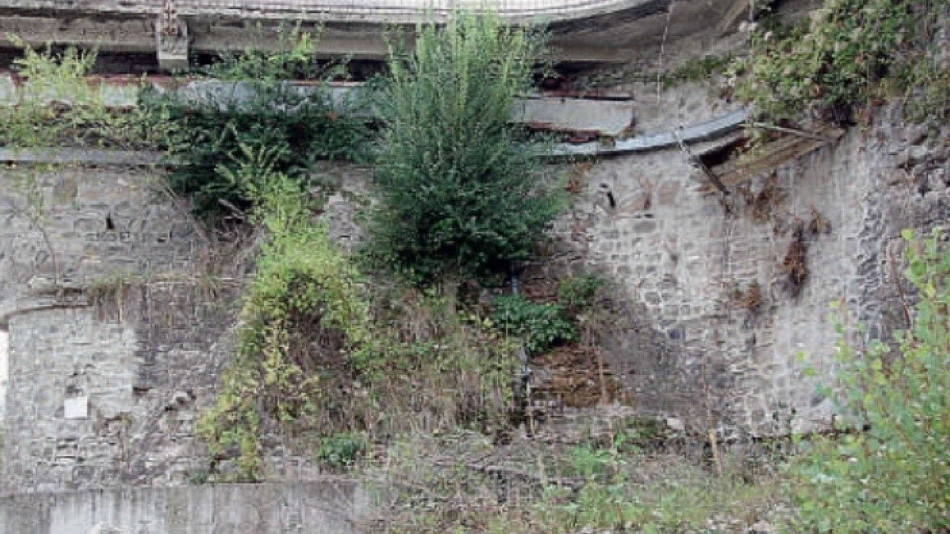 Piante e arbusti nell'alveo del Nure e tra le crepe dei piloni del ponte: cittadini allarmati a Bettola