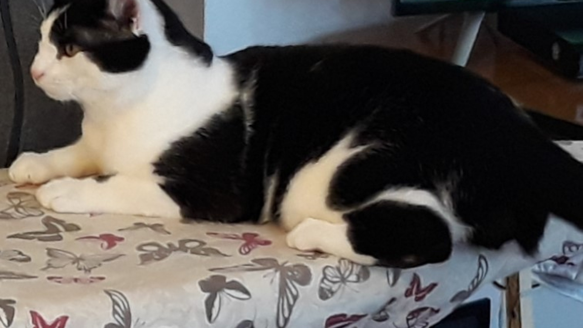 Un altro gatto avvelenato a Groppallo: è già il sesto caso. Denuncia ai carabinieri