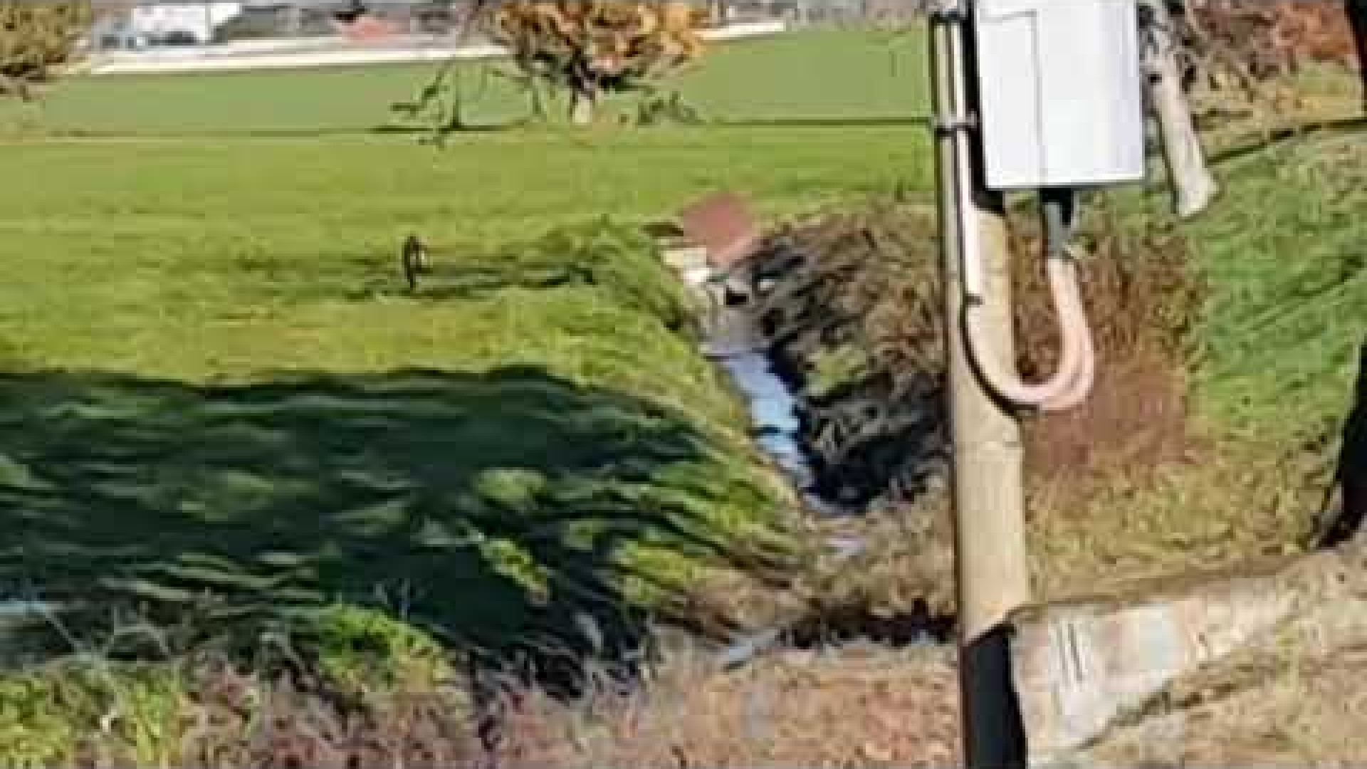 Lupo avvistato nel pomeriggio a San Nicolò. Il video di un lettore