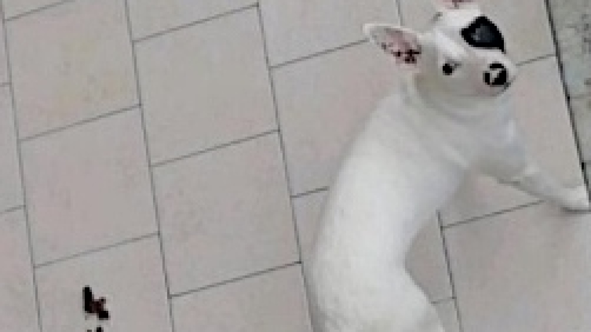 Rinchiuso su un balcone al Capitolo, senza acqua: cucciolo trasferito al canile
