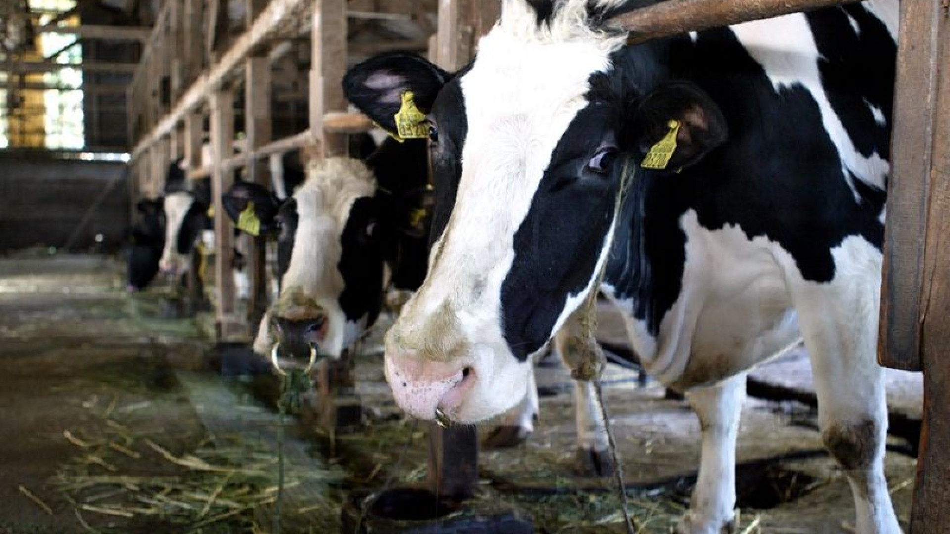 Caldo, siccità, temporali: sofferenze per gli animali da latte. Produzione in calo