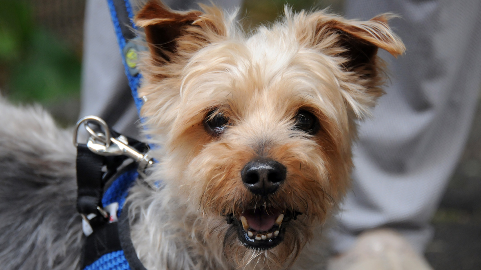 "Con la scusa delle carezze provano a rubarli": cani nel mirino dei ladri alla Besurica