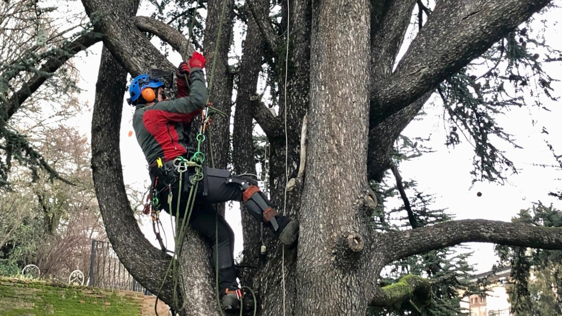 Spettacolare intervento sul cedro dell'Atlante della piazza di Sarmato